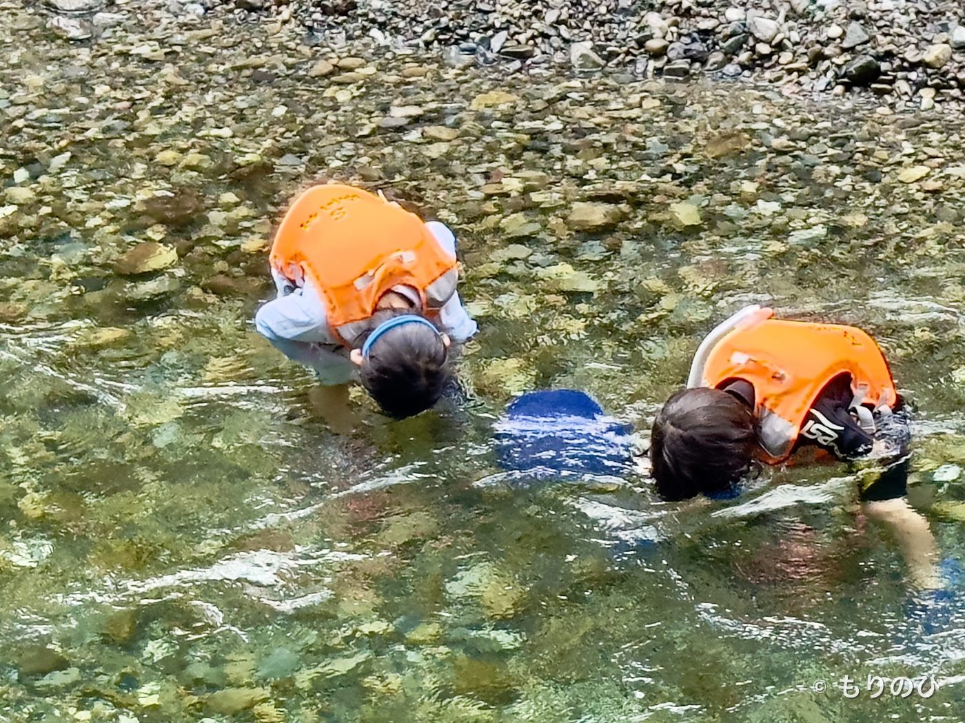 澄んだ水のなかをのぞきこむこどもたち（もりのひ）