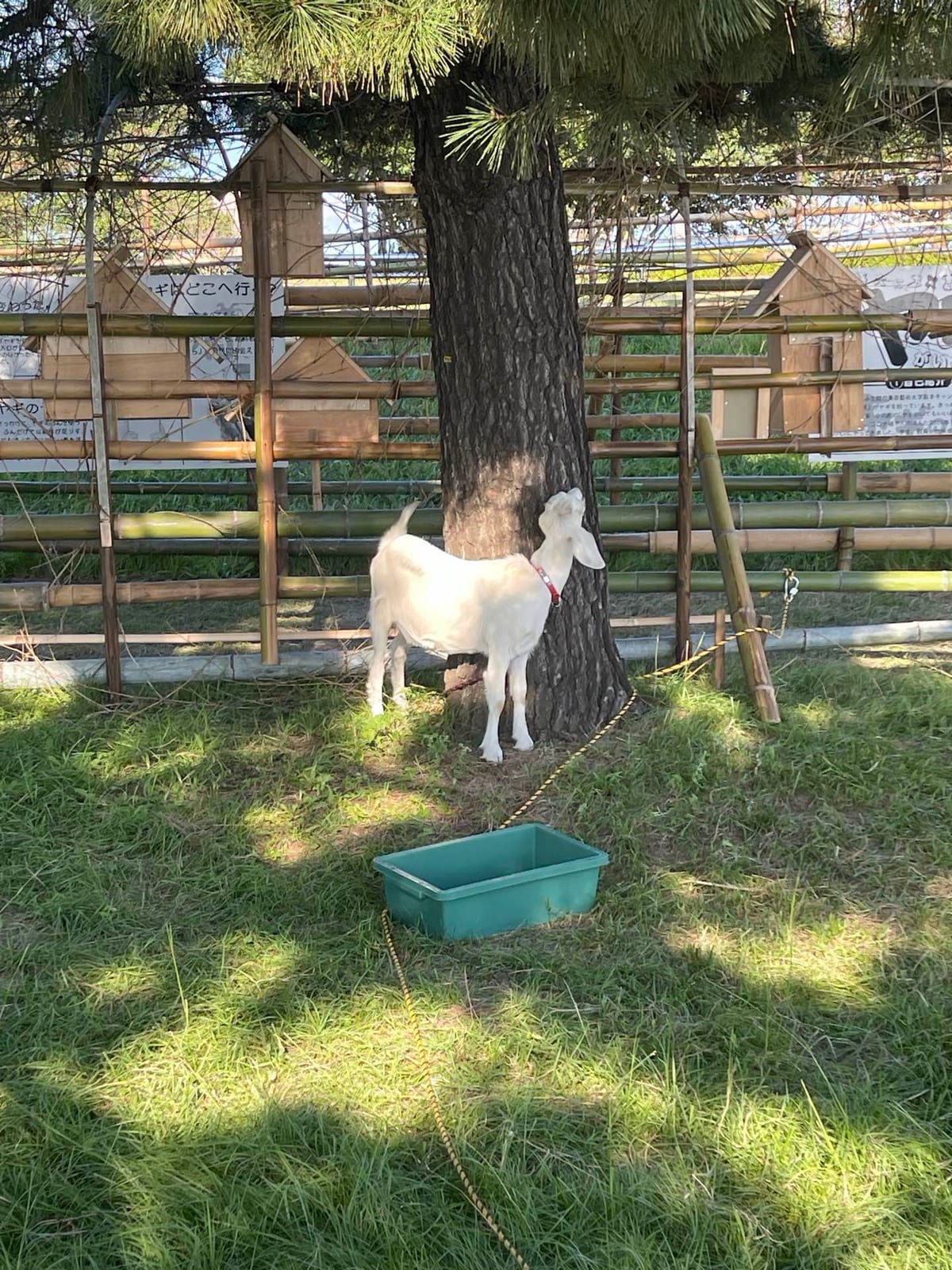公園の松の木の下で草を食べる白いヤギ